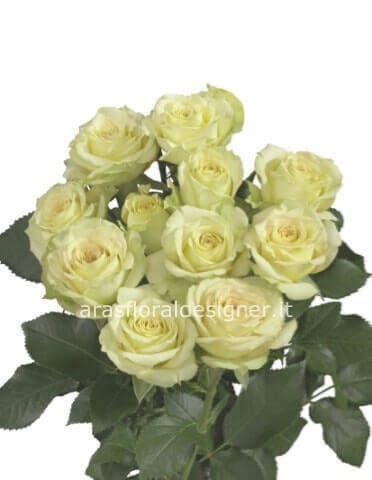 Rose bianche a steli, prima scelta, lunghezza 60 cm.
