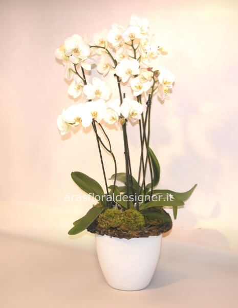 Orchidea vari colori disponibili