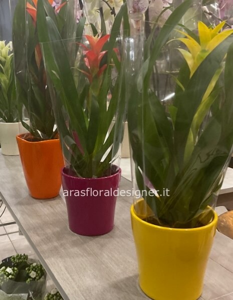 Pianta guzmamia cm 50 