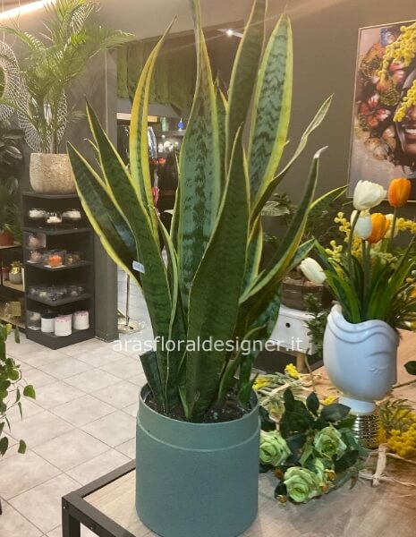 Sansevieria cm 60 con caspo’