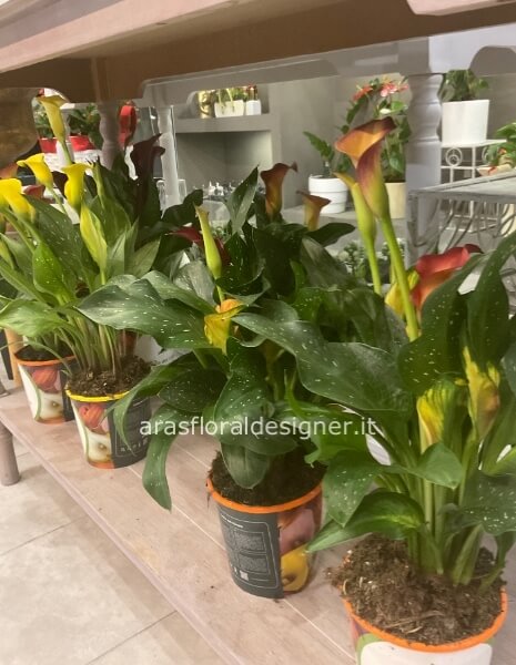 Pianta di calle colorata 